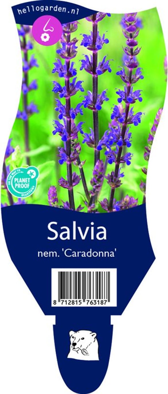 Salvia nem. 'Caradonna' - P11